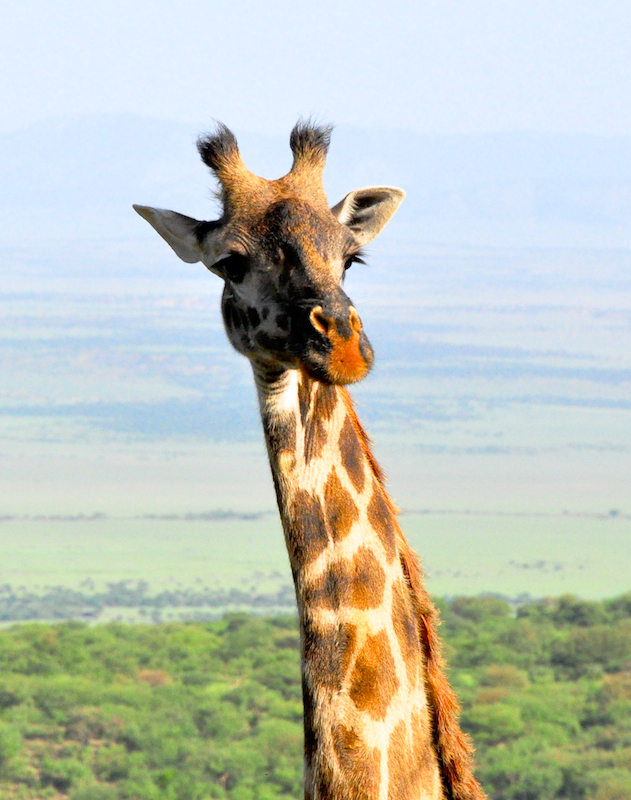 Ngorongoro Crater - Serengeti National Park